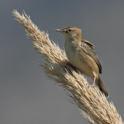 Zitting Cisticola.jpg